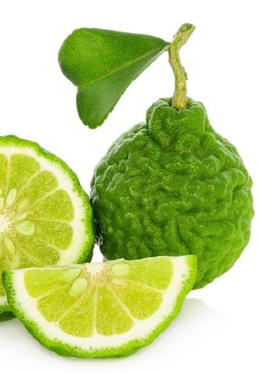 Organic Bergamot Citrus Earl Grey Tea with Natural Italian Bergamot Oil for Autophagy and Detox, 24 Bio-degradable Pyramid Tea Bags